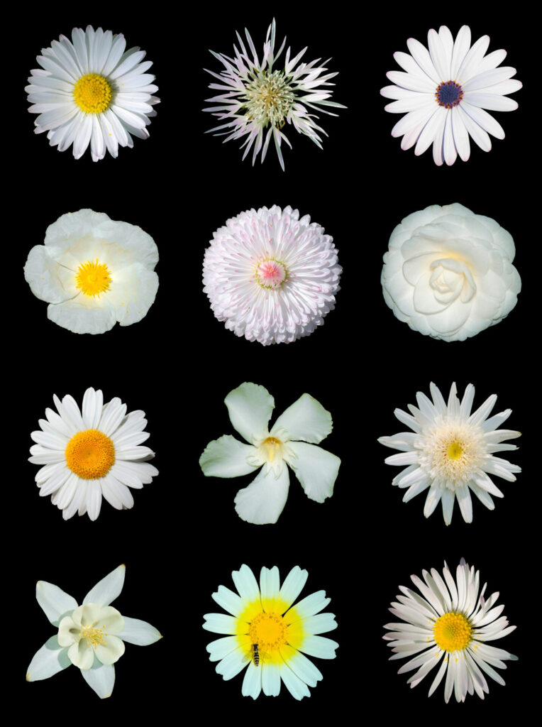 Diversas flores. Foto incluida en el libro.