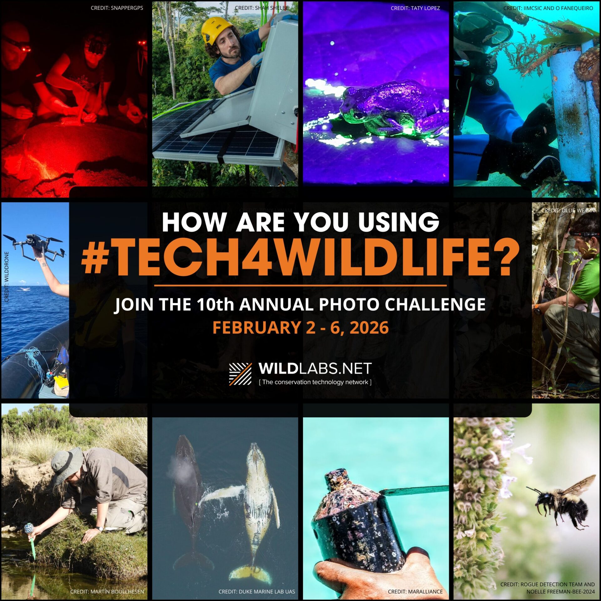 ¡Comparte tus fotos y videos! Convocan a la décima edición del concurso #Tech4Wildlife, enfocado en tecnología y conservación en Latinoamérica