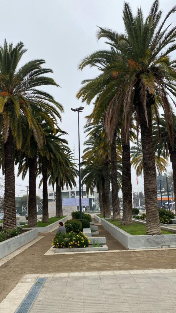 Vegetación de la comuna de Maipu en Santiago