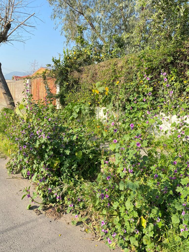 Vegetación de la comuna de Peñalolen.