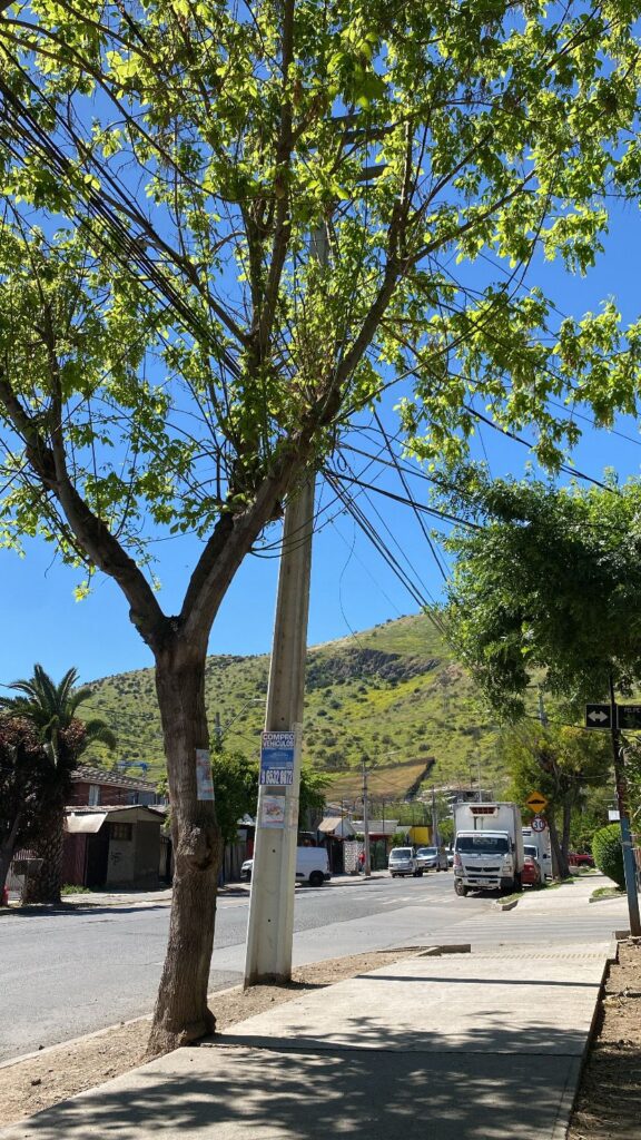 Vegetación en la comuna de Renca.