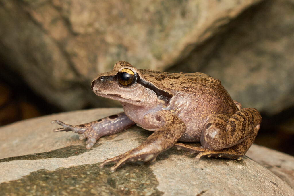 Ranas de pecho espinoso de Cantillana (Alsodes cantillanensis). Créditos: Santuario de la Naturaleza Cerro Poqui. Foto cedida por Fundación Tierra Austral.
