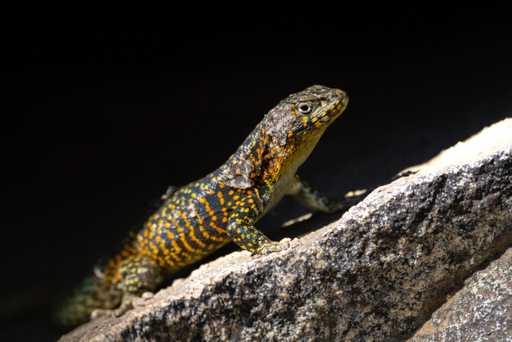 Lagartija Negroverdosa 