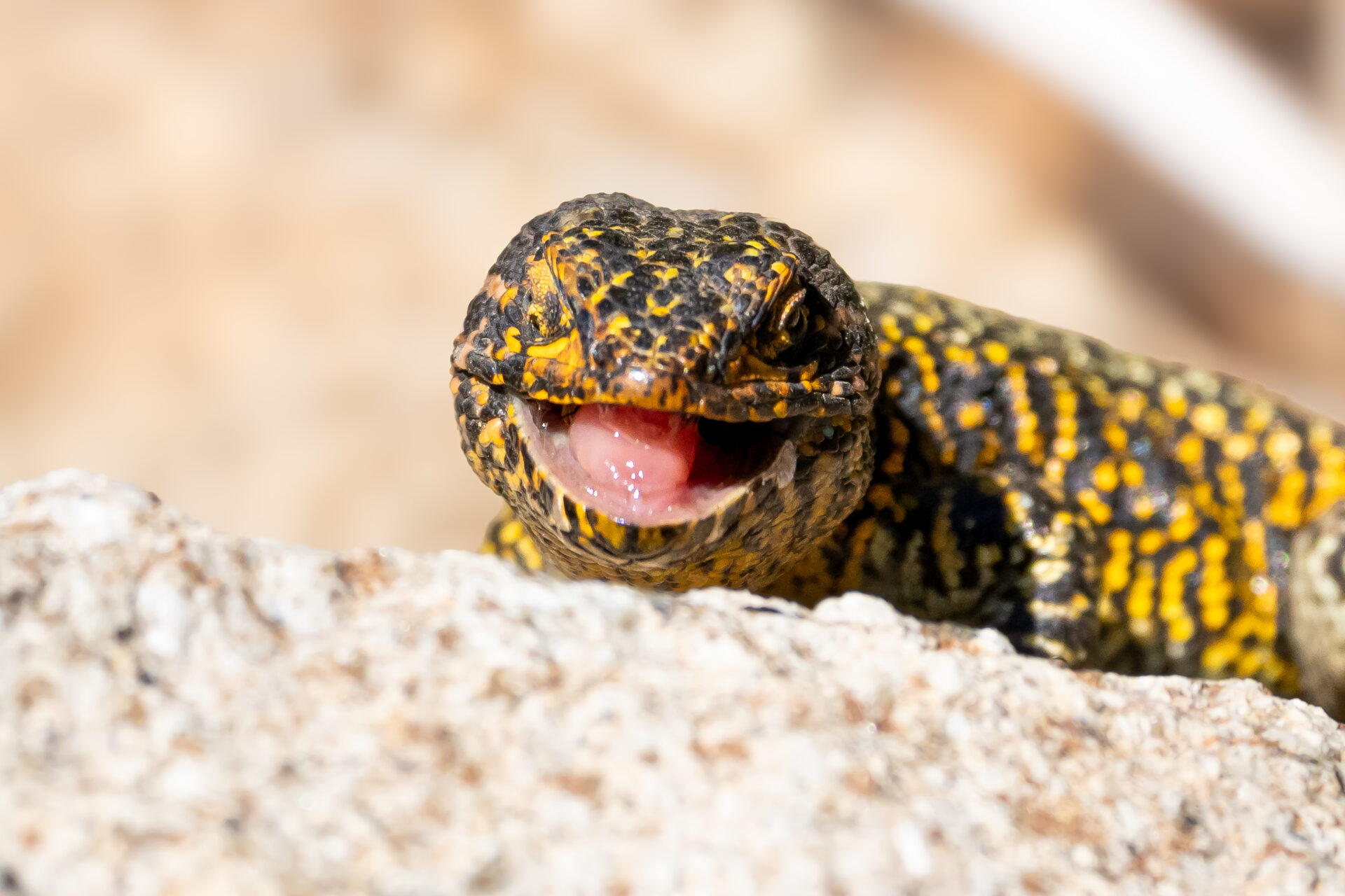 Lagartija negroverdosa de Altos de Cantillana: una población única y en peligro