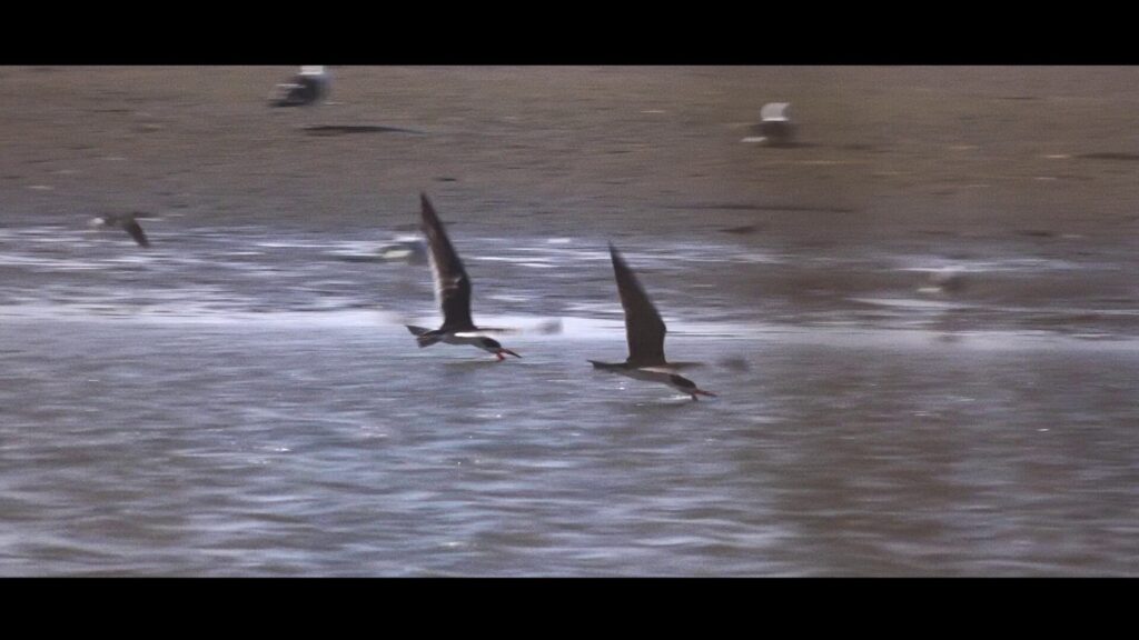 Aves alimentándose en los humedales