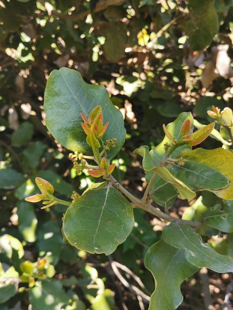 Belloto del Norte (Beilschmiedia miersii). Créditos: ©Aira Francisca Faúndez Fallau - INaturalist: https://www.inaturalist.org/observations/58345832