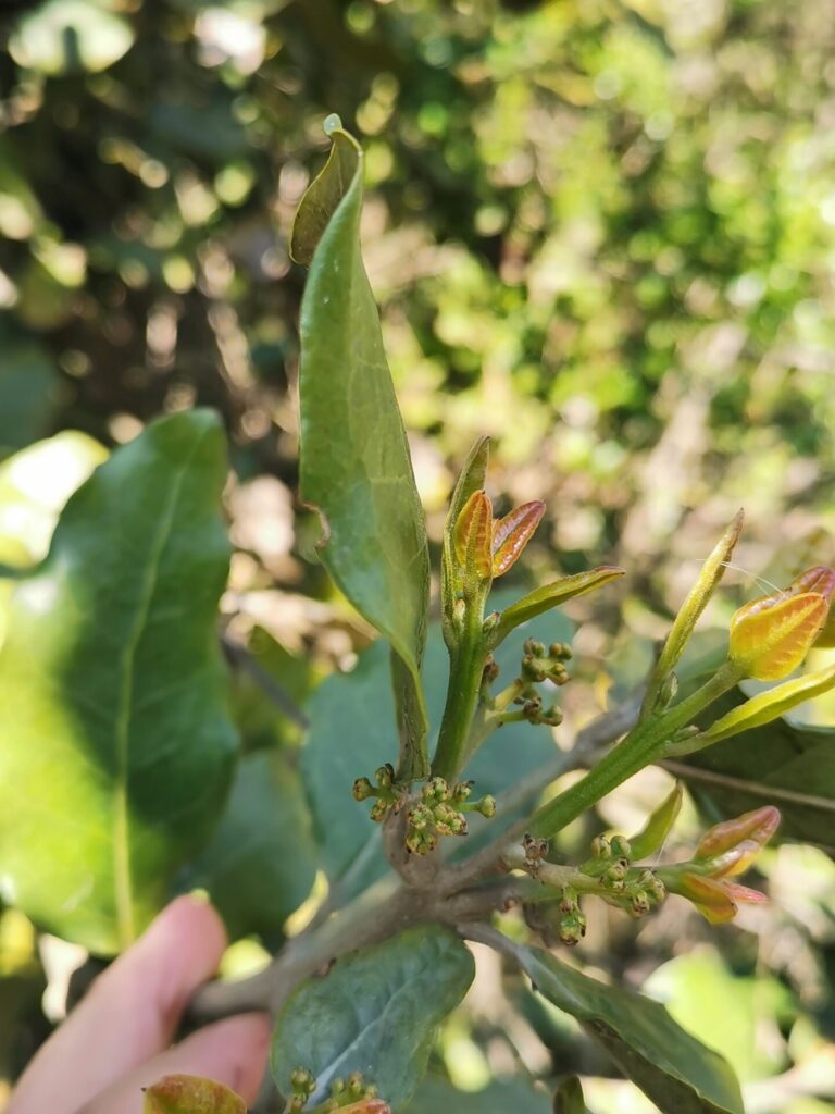 Belloto del Norte (Beilschmiedia miersii). Créditos: ©Aira Francisca Faúndez Fallau - INaturalist: https://www.inaturalist.org/observations/58345832