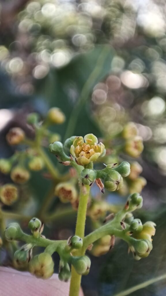 Belloto del Norte (Beilschmiedia miersii). Créditos: ©Cristóbal Ponce Figueroa. INaturalist: https://www.inaturalist.org/observations/262995040