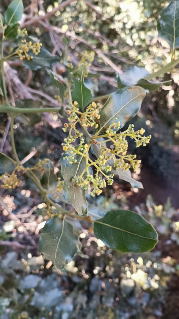 Belloto del Norte (Beilschmiedia miersii). Créditos: ©Cristóbal Ponce Figueroa. INaturalist: https://www.inaturalist.org/observations/262995040