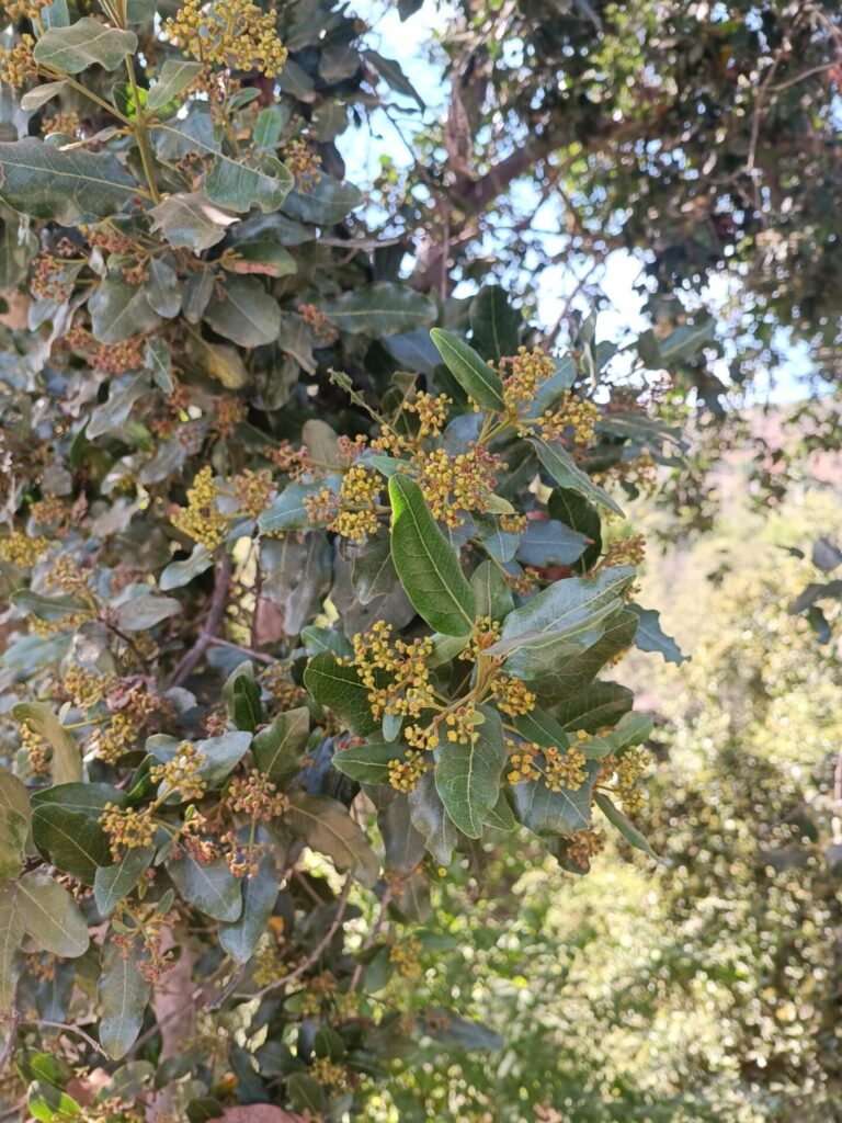 Belloto del Norte (Beilschmiedia miersii). Créditos: ©Cristóbal Ponce Figueroa. INaturalist: https://www.inaturalist.org/observations/262995040