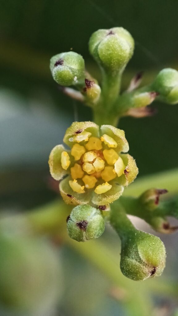 Belloto del Norte (Beilschmiedia miersii). Créditos: ©Cristóbal Ponce Figueroa. INaturalist: https://www.inaturalist.org/observations/262995040 