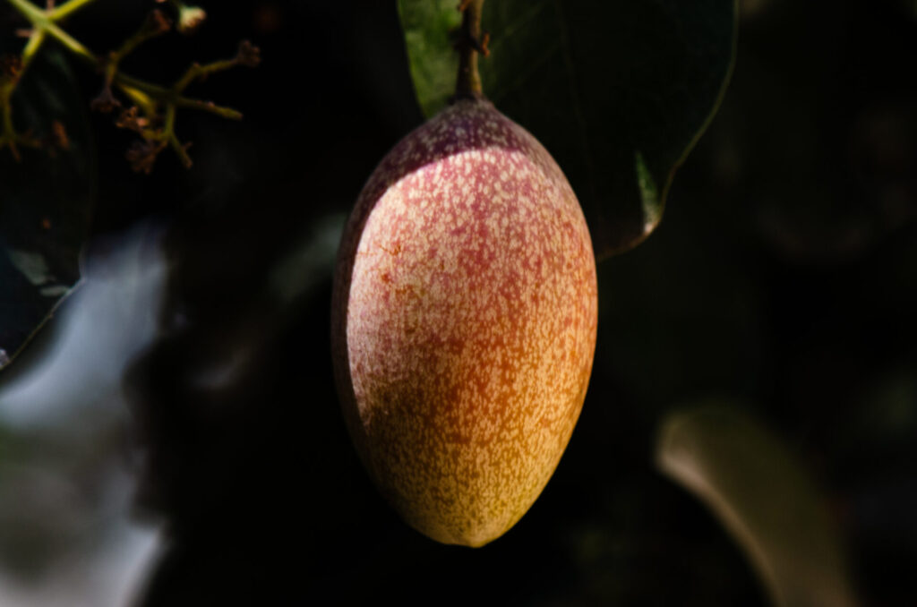 Belloto del Norte (Beilschmiedia miersii). Créditos: ©Gabriela Germain Fonck - INaturalist: https://www.inaturalist.org/observations/261916242