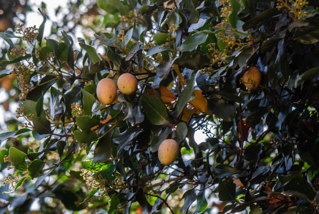 Belloto del Norte (Beilschmiedia miersii). Créditos: ©Gabriela Germain Fonck - INaturalist: https://www.inaturalist.org/observations/261916242
