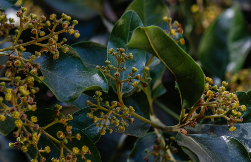 Belloto del Norte (Beilschmiedia miersii). Créditos: ©Gabriela Germain Fonck - INaturalist: https://www.inaturalist.org/observations/261916242