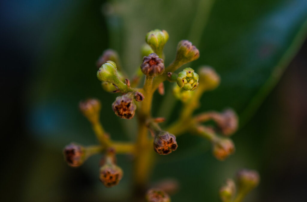 Belloto del Norte (Beilschmiedia miersii). Créditos: ©Gabriela Germain Fonck - INaturalist: https://www.inaturalist.org/observations/261916242