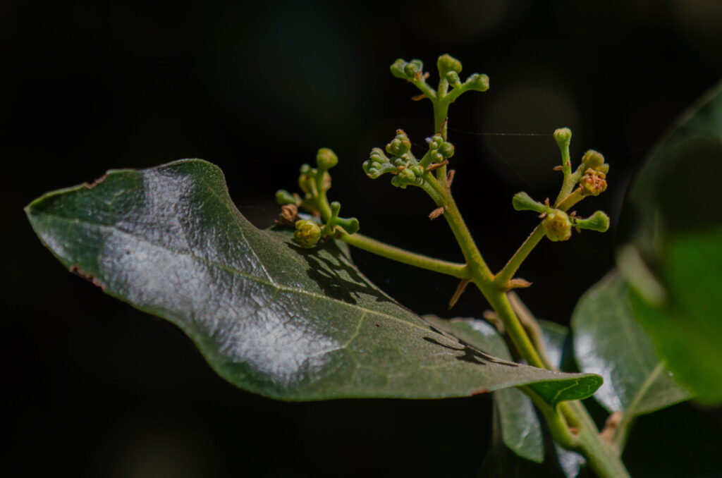 Belloto del Norte (Beilschmiedia miersii). Créditos: ©Gabriela Germain Fonck - INaturalist: https://www.inaturalist.org/observations/261916242