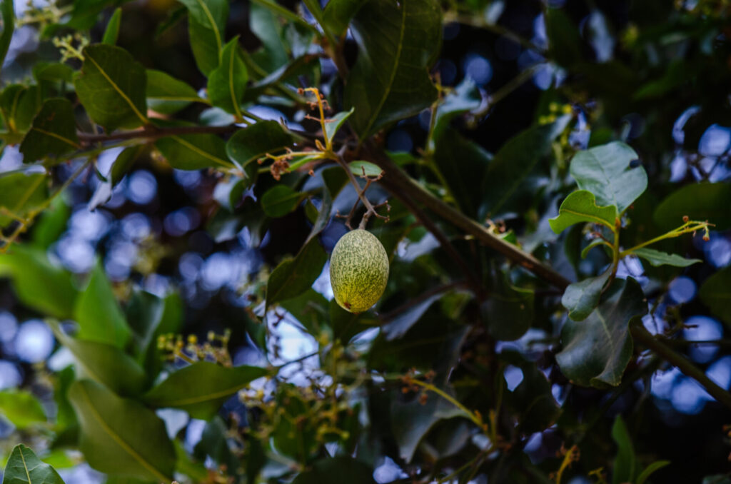 Belloto del Norte (Beilschmiedia miersii). Créditos: ©Gabriela Germain Fonck - INaturalist: https://www.inaturalist.org/observations/261916242