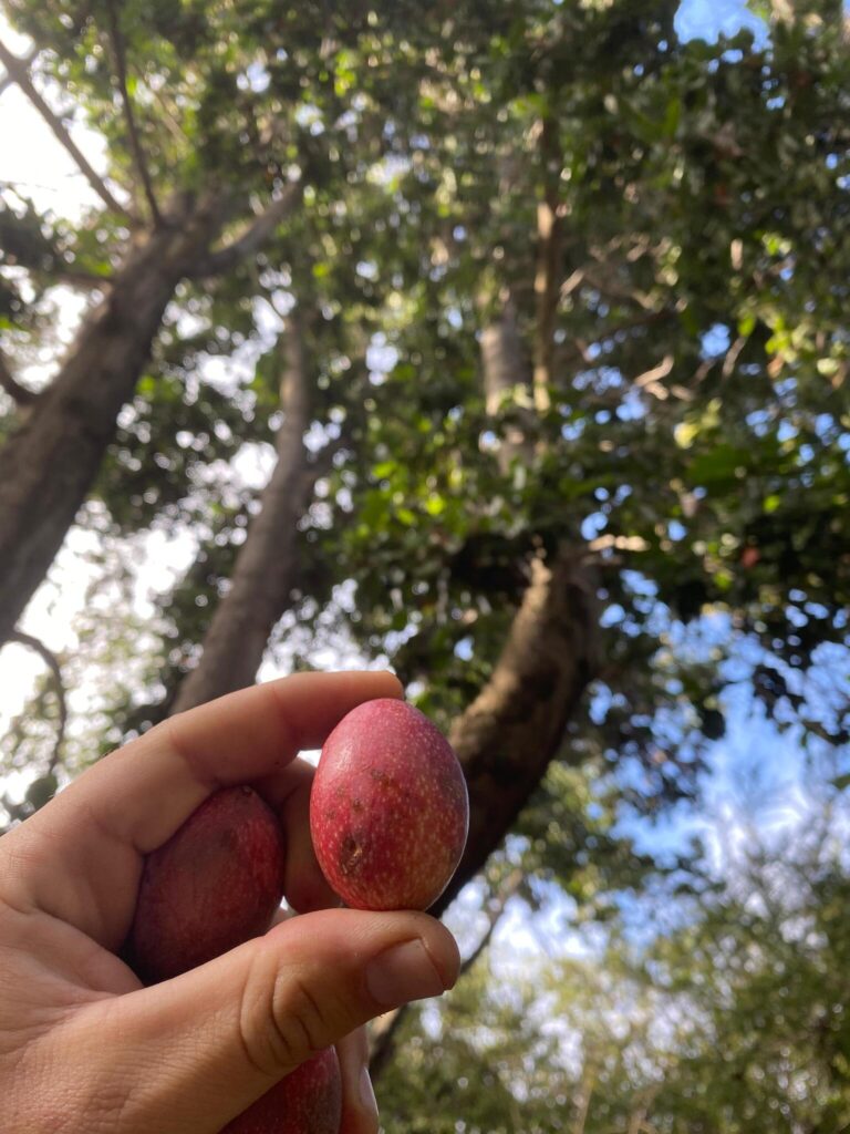 Belloto del Norte (Beilschmiedia miersii). Créditos: ©Jean Pierre Cisterna - INaturalist https://www.inaturalist.org/observations/309340374 
