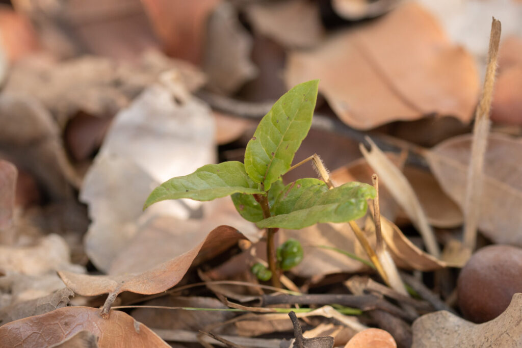 Belloto del Norte (Beilschmiedia miersii). Créditos: ©Zona Norte de Quilpué - INaturalist: https://www.inaturalist.org/observations/228889575 Belloto del Norte (Beilschmiedia miersii). Créditos: ©Zona Norte de Quilpué - INaturalist: https://www.inaturalist.org/observations/228889575 