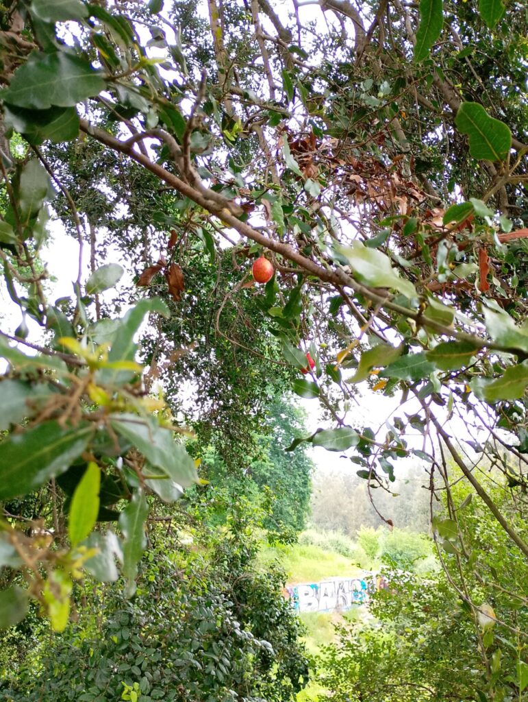 Belloto del Norte (Beilschmiedia miersii). Créditos: ©cacureka - INaturalist: https://www.inaturalist.org/observations/330996562