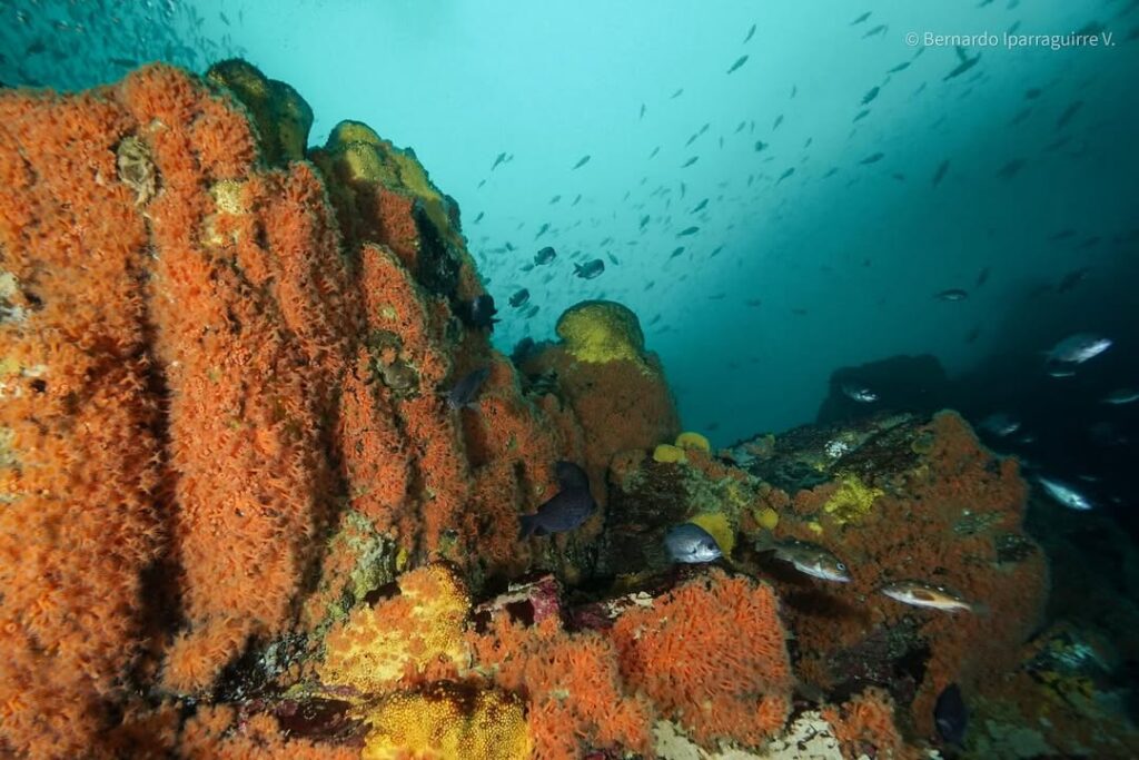 Reserva Marina Isla Chañaral. Créditos (CC BY): Bernardo Iparraguirre Venegas (@buzoipa).