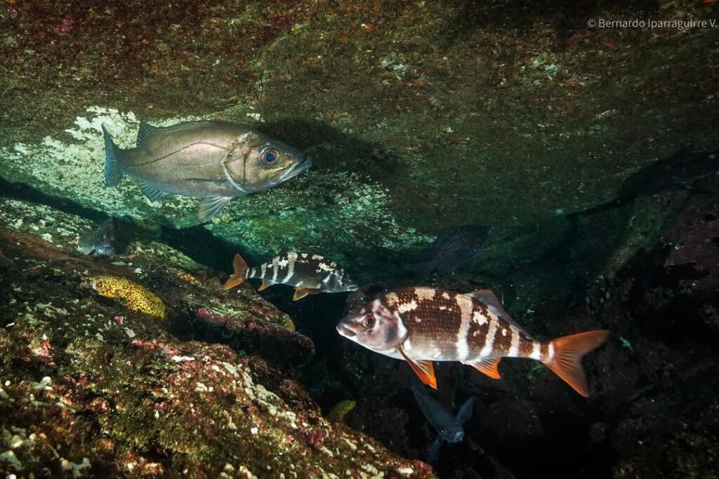 Reserva Marina Isla Chañaral. Créditos (CC BY): Bernardo Iparraguirre Venegas (@buzoipa).