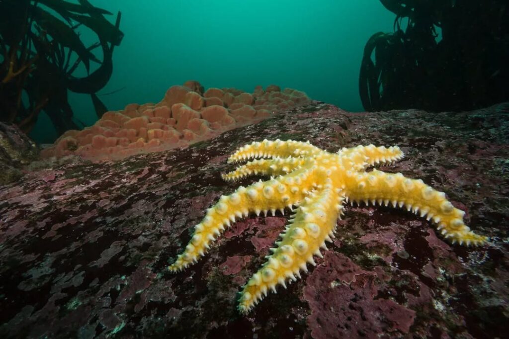 Reserva Marina Isla Chañaral. Créditos (CC BY): Bernardo Iparraguirre Venegas (@buzoipa).