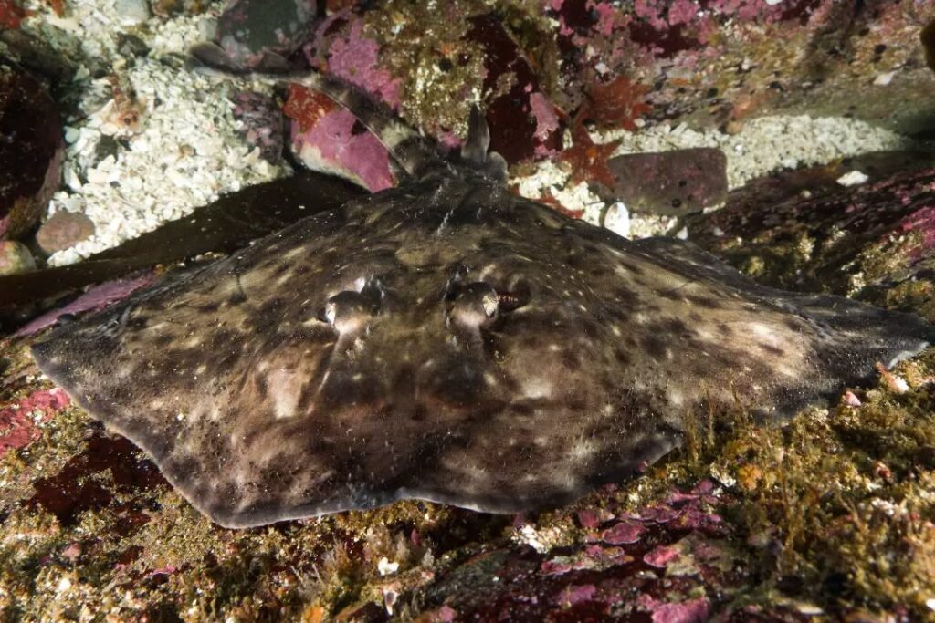 Reserva Marina Isla Chañaral. Créditos (CC BY): Bernardo Iparraguirre Venegas (@buzoipa).