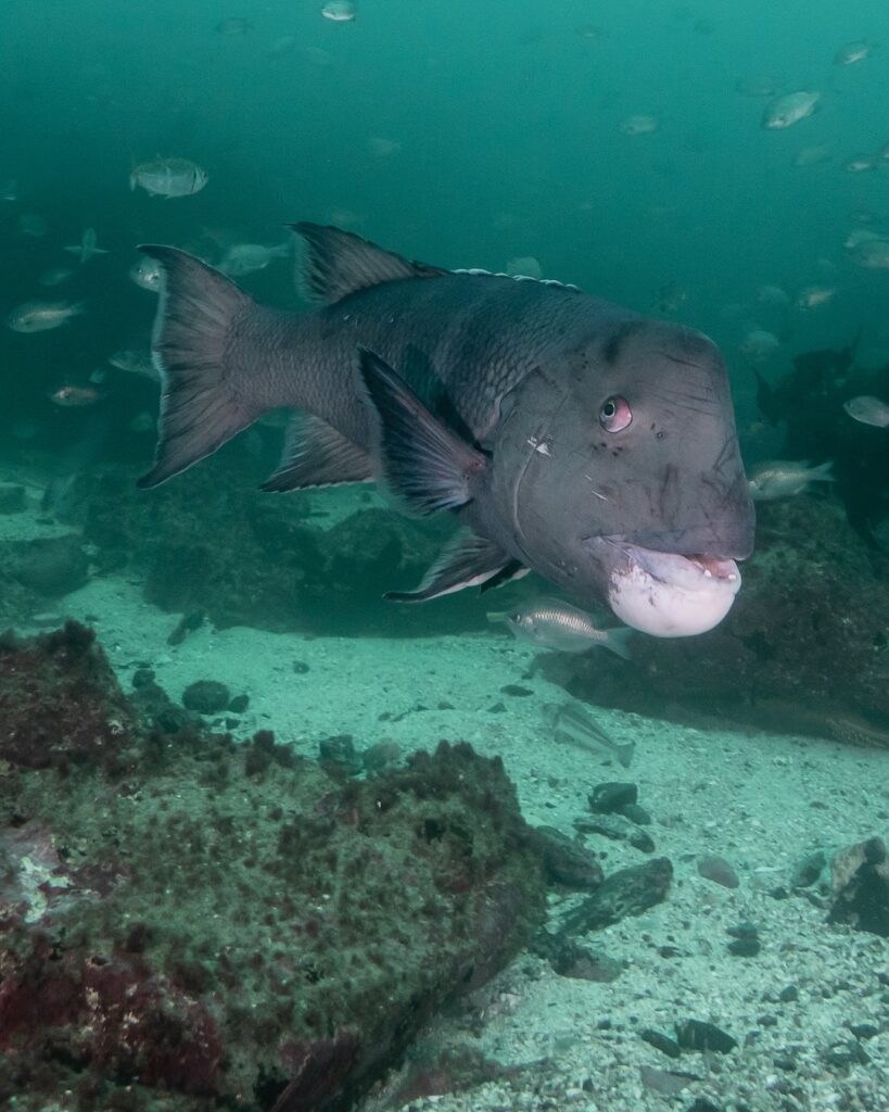 Reserva Marina Isla Chañaral. Créditos (CC BY): Bernardo Iparraguirre Venegas (@buzoipa).