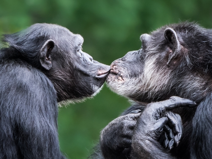 Día de los Enamorados | ¿Por qué nos besamos? Estudio sugiere que el gesto nació en ancestros de los grandes simios