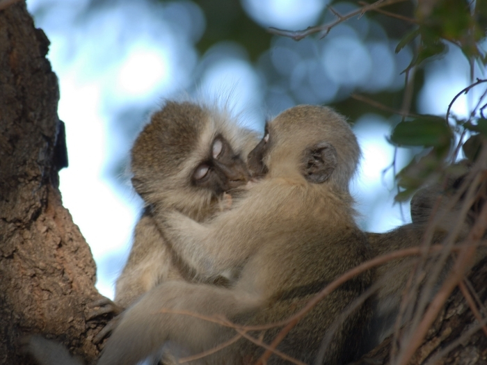 Beso de primates. cc Amanda Coetzee
