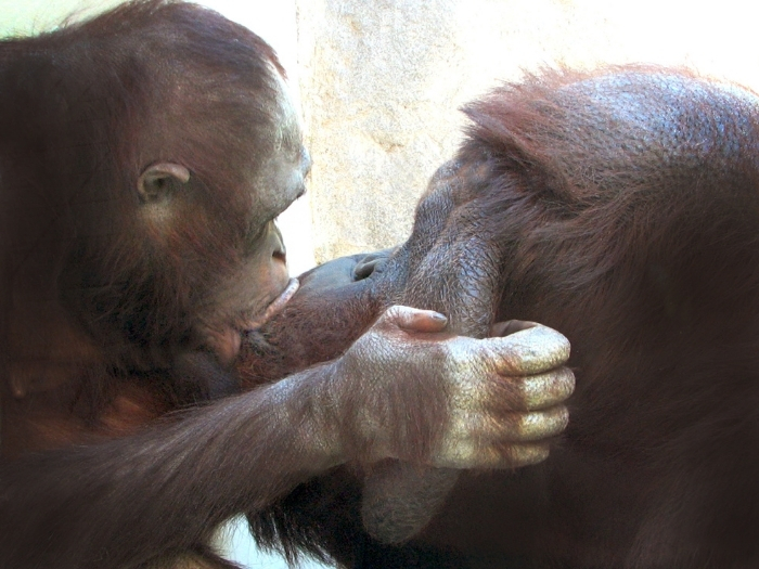 Besos de primates. cc Takinpix.