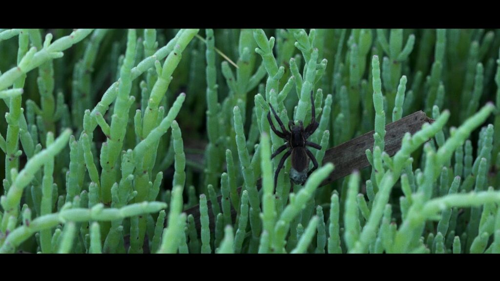 Biodiversidad de los humedales
