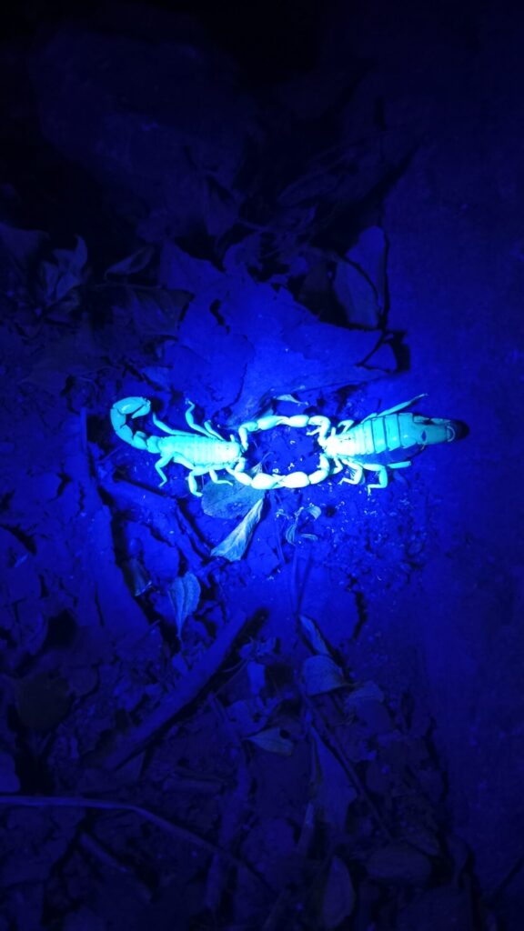 Alacranes del género Bothriurus. Créditos: Santuario de la Naturaleza Cerro Poqui. Cedida por Fundación Tierra Austral.