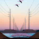 © Alexandre Brisson, Wildlife Photographer of the Year