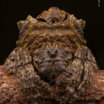 © Artur Tomaszek, Wildlife Photographer of the Year