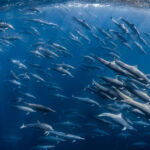 © Cecile Gabillon, Wildlife Photographer of the Year