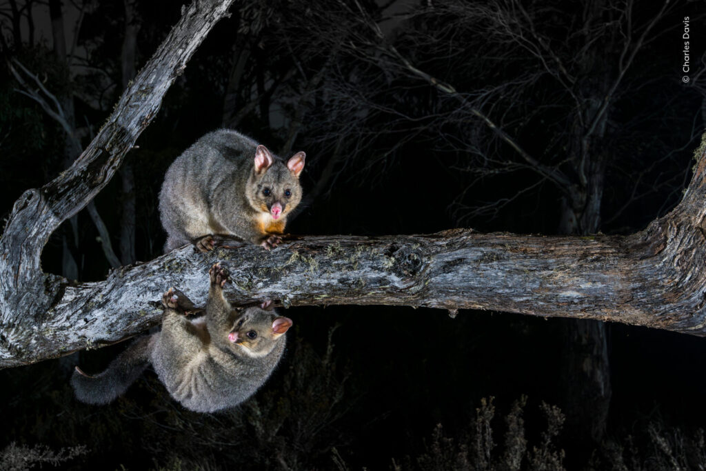 © Charles Davis, Wildlife Photographer of the Year