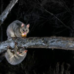 © Charles Davis, Wildlife Photographer of the Year