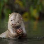 © Daniela Anger, Wildlife Photographer of the Year