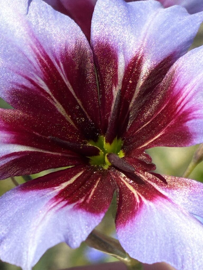 Leucocoryne o ajicillos. Foto: Diego Almendras G