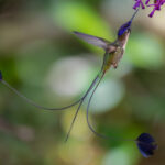 SOLO PARA ESTA NOTA © Dustin Chen, Wildlife Photographer of the Year