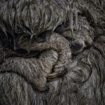 © Dvir Barkay, Wildlife Photographer of the Year