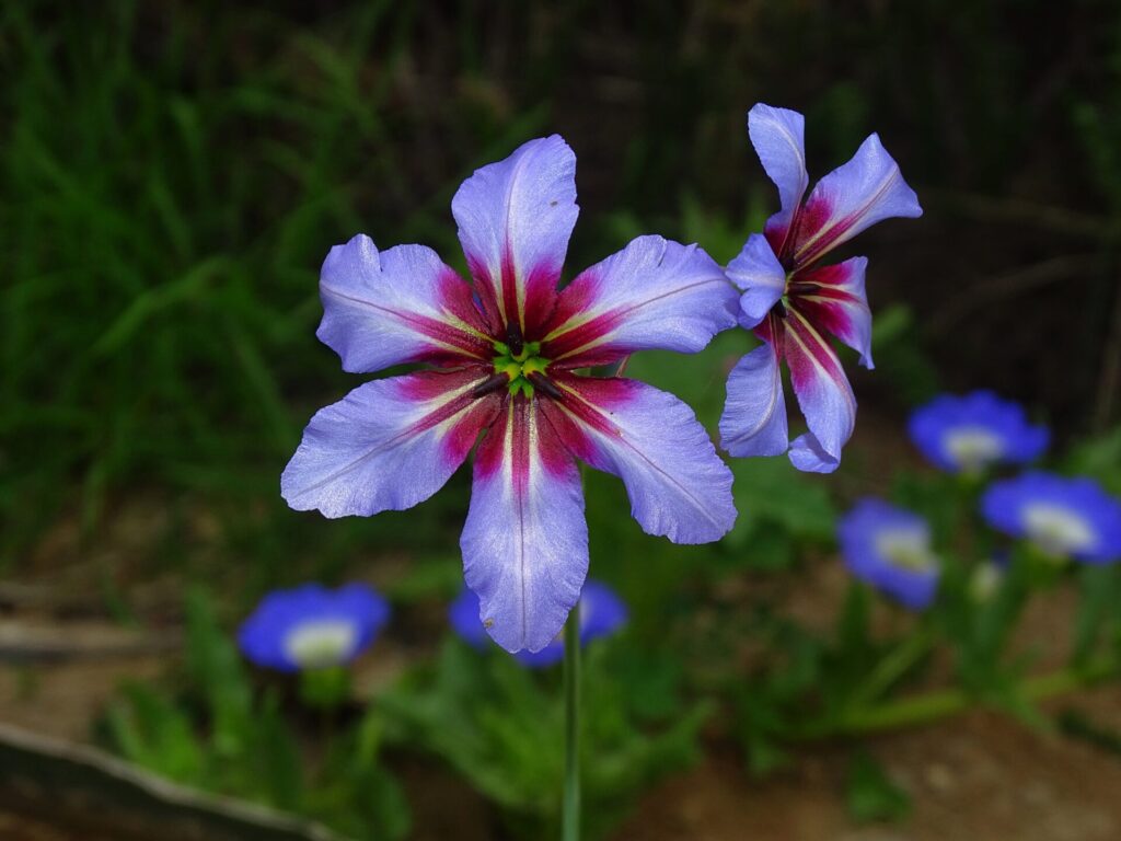 Leucocoryne o ajicillos. Foto: Ernesto Octavio Guzman Tapia
