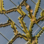 © Franceso Russo, Wildlife Photographer of the Year