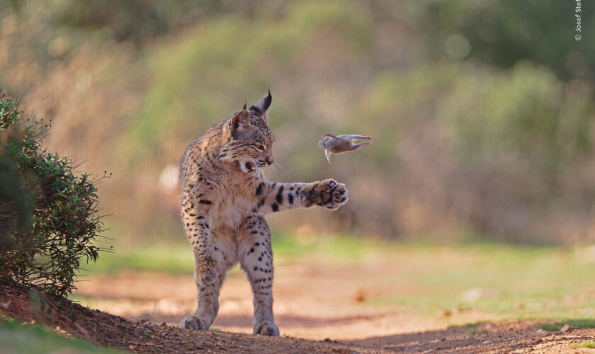 ¿Cuál es tu favorita? Las fotos seleccionadas para la votación del público en el Wildlife Photographer of the Year 2026