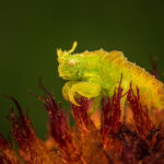 © Joseph Ferraro, Wildlife Photographer of the Year