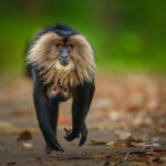 © Lalith Ekanayake, Wildlife Photographer of the Year