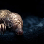 © Lance van de Vyver, Wildlife Photographer of the Year