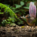 © Lior Berman, Wildlife Photographer of the Year